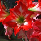 Amaryllis Cheap Amaryllis Flower 200 PCS Seeds