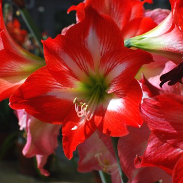 Amaryllis Cheap Amaryllis Flower 200 PCS Seeds