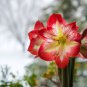 Amaryllis Cheap Amaryllis Flower 200 PCS Seeds