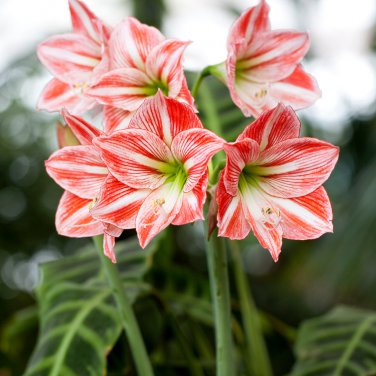 Amaryllis Bonsai Amaryllis Flower Amaryllis Hydroponic Plants 50 PCS Seeds