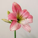Amaryllis Bonsai Hippeastrum Flower 100 PCS Seeds