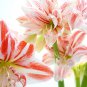 Amaryllis Bonsai Hippeastrum Flower 100 PCS Seeds