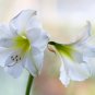 Amaryllis Bonsai Hippeastrum Flower 100 PCS Seeds