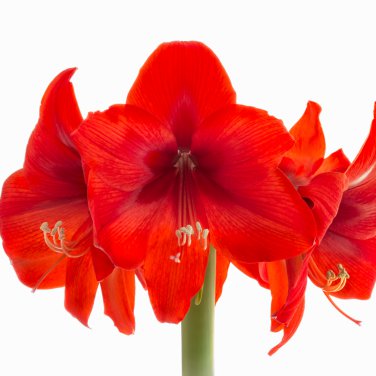 Amaryllis Bulbs Black Red Golden Trible Color 2 PCS Seeds