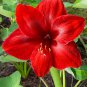 Amaryllis Bulbs Black Red Golden Trible Color 2 PCS Seeds