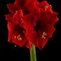 Amaryllis Bulbs Black Red Golden Trible Color 2 PCS Seeds