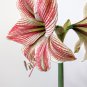 Amaryllis Bulbs hippeastrum Flowers Home Garden 2 PCS Seeds
