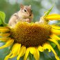 Amaranth Red Light Yellow Sunflowers Double Flowers 100 PCS Seeds