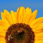Amaranth Red Light Yellow Sunflowers Double Flowers 100 PCS Seeds
