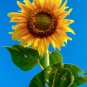 Amaranth Red Light Yellow Sunflowers Double Flowers 100 PCS Seeds
