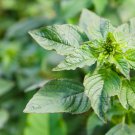Amaranthus Green Flower Green Leaves Hanging Plant 100 PCS Seeds Amaranthus Green Flower Green Leaves Hanging Plant 100 PCS Seeds