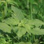 Amaranthus Green Flower Green Leaves Hanging Plant 100 PCS Seeds