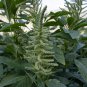 Amaranthus Green Flower Green Leaves Hanging Plant 100 PCS Seeds