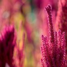 Amaranthus Red Flower Red Leaves Annual Plant 100 PCS Seeds Amaranthus Red Flower Red Leaves Annual Plant 100 PCS Seeds