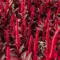 Amaranthus Red Flower Red Leaves Annual Plant 100 PCS Seeds