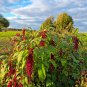 Amaranthus Red Flower Red Leaves Annual Plant 100 PCS Seeds