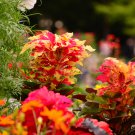 Amaranthus Tricolor Perfecta 100 PCS Seeds