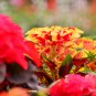Amaranthus Tricolor Perfecta 100 PCS Seeds