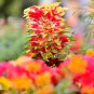 Amaranthus Tricolor Perfecta 100 PCS Seeds