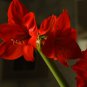 Amaryllis 100 PCS Seeds