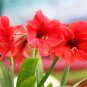 Amaryllis 100 PCS Seeds