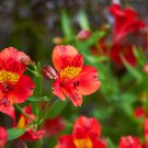 Alstroemeria Bonsai Peruvian Lily Alstroemeria Inca Bandit 100 PCS Seeds Alstroemeria Bonsai Peruvian Lily Alstroemeria Inca Bandit 100 PCS Seeds