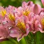 Alstroemeria Bonsai Peruvian Lily Alstroemeria Inca Bandit 100 PCS Seeds