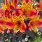 Alstroemeria Bonsai Peruvian Lily Alstroemeria Inca Bandit 100 PCS Seeds