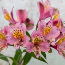 Alstroemeria Peruvian Lily 200 PCS Seeds Alstroemeria Peruvian Lily 200 PCS Seeds