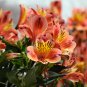 Alstroemeria Peruvian Lily 200 PCS Seeds
