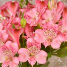 Alstroemeria Peruvian Lily Alstroemeria Inca Bandit- Princess lily 100 PCS Seeds
