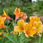 Alstroemeria Peruvian Lily Alstroemeria Inca Bandit- Princess lily 100 PCS Seeds
