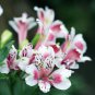 Alstroemeria Peruvian Lily Alstroemeria Inca Bandit Princess lily 100 PCS Seeds
