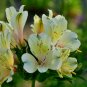 Alstroemeria Peruvian Lily Alstroemeria Inca Bandit Princess lily 100 PCS Seeds