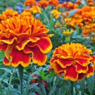 Alumia Mix French Marigold 30 PCS Seeds