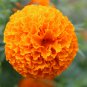 Alumia Mix French Marigold 30 PCS Seeds