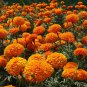 Alumia Mix French Marigold 30 PCS Seeds