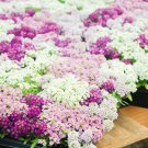 Alyssum -s-Lobularia maritima Flower -s Home Garden Multi-Color 100 PCS Seeds Alyssum -s-Lobularia maritima Flower -s Home Garden Multi-Color 100 PCS Seeds