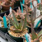Aloe umfoloziensis Succulents Garden Plants 10 PCS Seeds