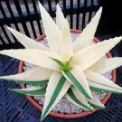 Aloe Vera Beauty Edible Cosmetic Bonsai Plants 100 PCS Seeds Aloe Vera Beauty Edible Cosmetic Bonsai Plants 100 PCS Seeds