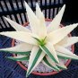 Aloe Vera Beauty Edible Cosmetic Bonsai Plants 100 PCS Seeds