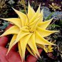 Aloe Vera Beauty Edible Cosmetic Bonsai Plants 100 PCS Seeds