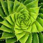Aloe Vera Beauty Edible Cosmetic Bonsai Plants 100 PCS Seeds
