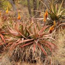 Aloe spicata Succulent Garden Plants 10 PCS Seeds