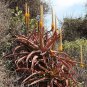 Aloe spicata Succulent Garden Plants 10 PCS Seeds
