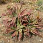 Aloe spicata Succulent Garden Plants 10 PCS Seeds