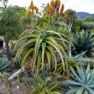 Aloe thraskii Succulents Garden Plants Century Plant 10 PCS Seeds