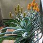 Aloe thraskii Succulents Garden Plants Century Plant 10 PCS Seeds