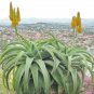 Aloe thraskii Succulents Garden Plants Century Plant 10 PCS Seeds