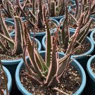 ALOE turkanensis Succulent Garden Plants 10 PCS Seeds